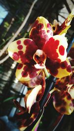 Close-up of flowers blooming outdoors