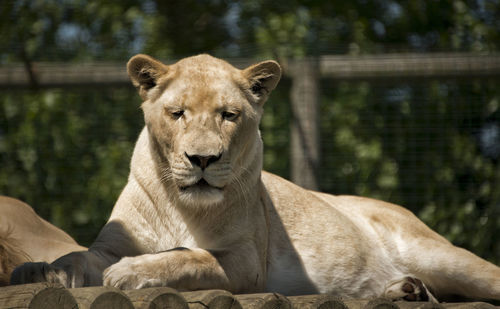 Portrait of lion relaxing outdoors