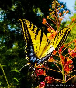 Close-up of butterfly pollinating on flower