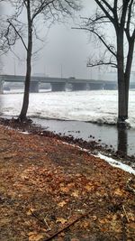 Trees on riverbank