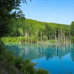 Scenic view of lake in forest against clear blue sky