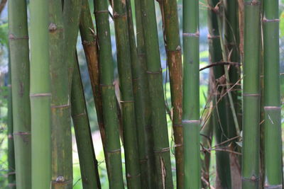 Full frame shot of bamboo plants