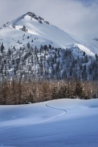 Trees on snowcapped mountain