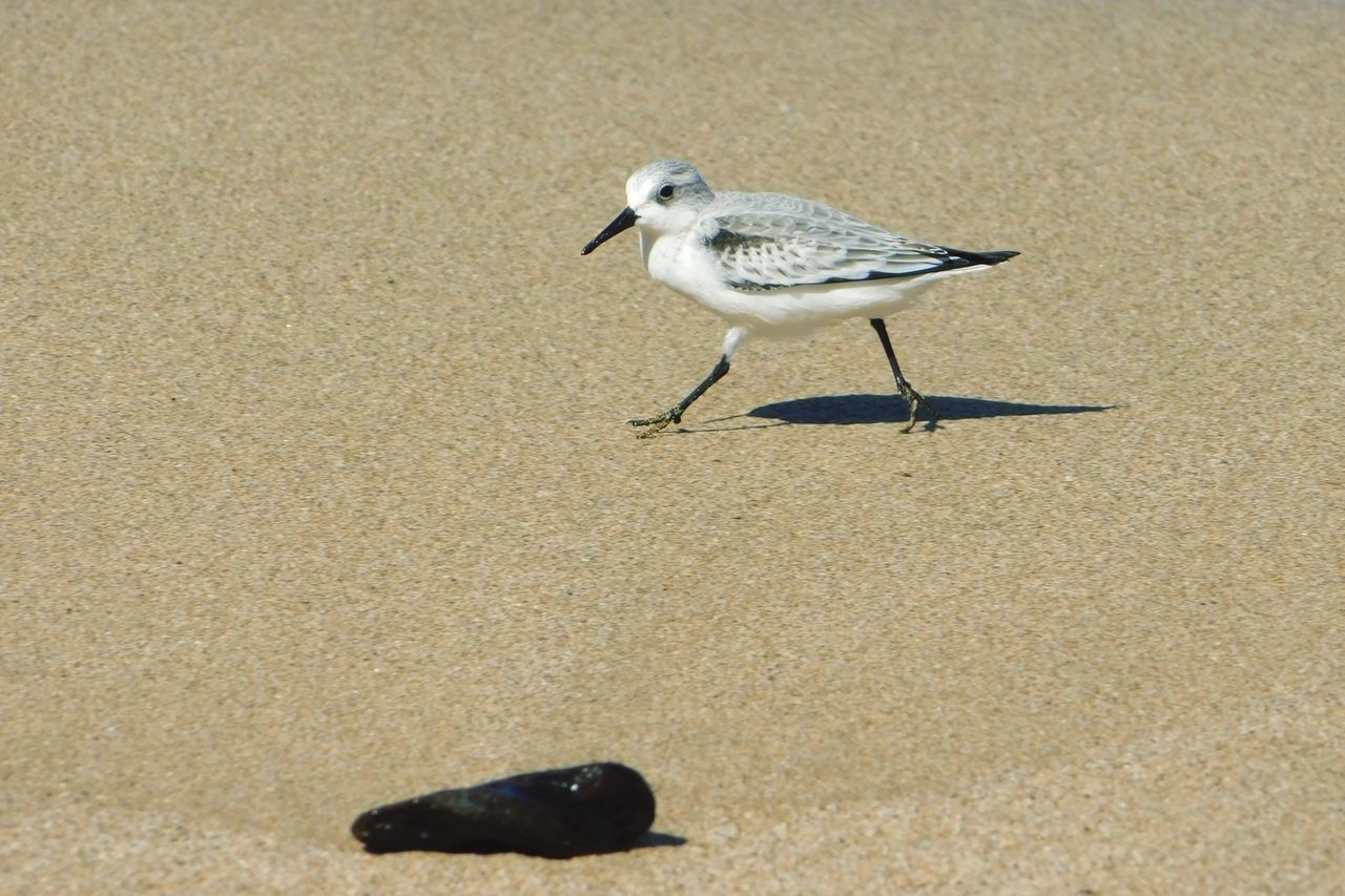 bird, animal themes, animals in the wild, one animal, sand, animal wildlife, no people, day, perching, nature, close-up, outdoors