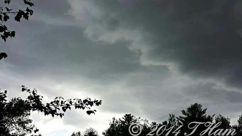 LOW ANGLE VIEW OF TREES AGAINST CLOUDY SKY