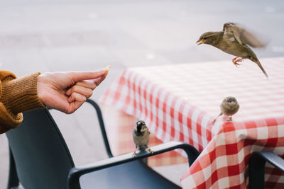 Cropped hand feeding bird outdoors