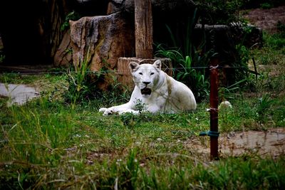 View of a lioness on field