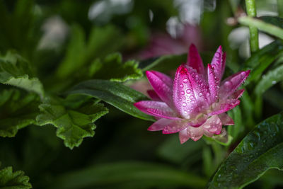 Close-up of wet pink rose flower