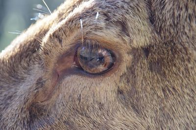 Close-up of animal eye