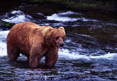View of alaka bear standing in river