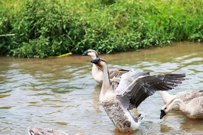 A group of geese swimming in the water