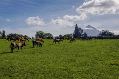 Cattle standing on grass against sky