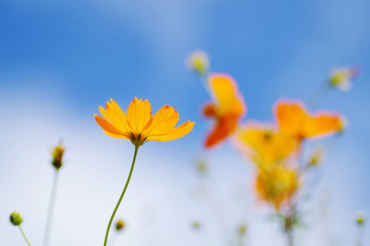 flower, petal, fragility, nature, growth, beauty in nature, plant, freshness, flower head, yellow, blooming, close-up, selective focus, no people, day, springtime, outdoors, sky