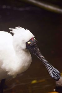 Close-up of swan perching