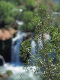 Close-up of plants against blurred background