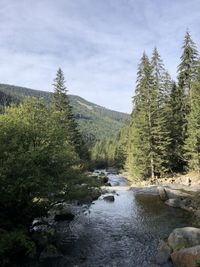 Scenic view of river stream amidst trees in forest against sky