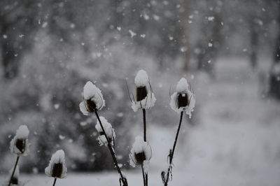 Winter flowers