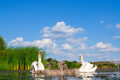 View of birds on lake against cloudy sky