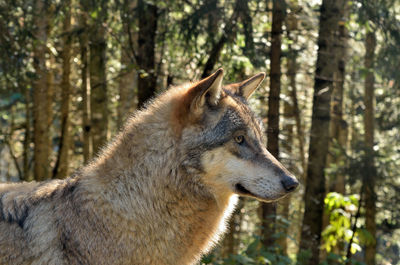 Close-up of wolf looking away in forest
