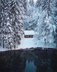 Snow covered land and trees in forest