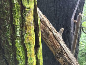 Close-up of tree trunk amidst plants in forest