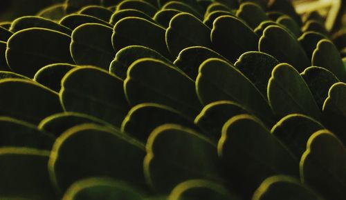 Full frame shot of plants