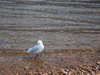 Close-up of bird on shore