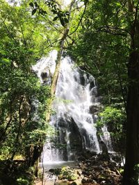 Scenic view of waterfall in forest