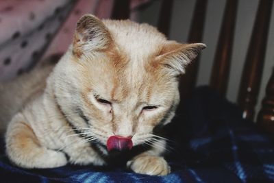 Cat licking nose