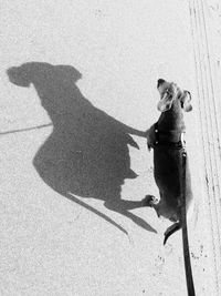 High angle view of dog walking at beach