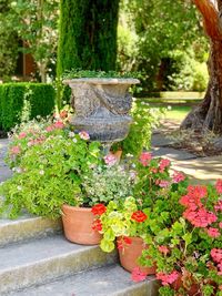 Potted plants in garden