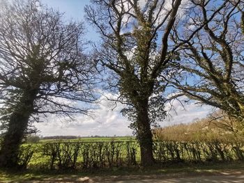 Trees on field against sky