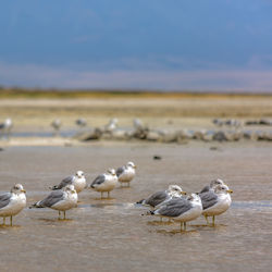 Seagulls on beach