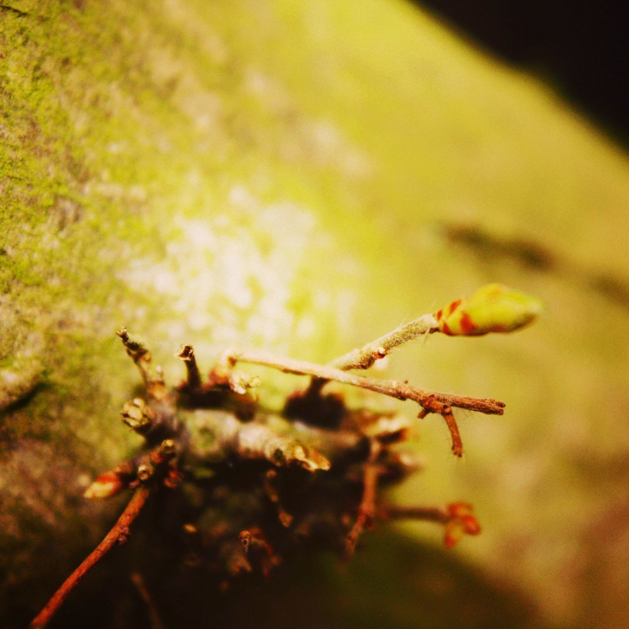 growth, close-up, focus on foreground, nature, selective focus, plant, beauty in nature, leaf, fragility, flower, branch, stem, twig, outdoors, season, tranquility, freshness, day, no people, botany