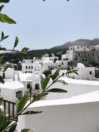 Close-up of plant against clear sky