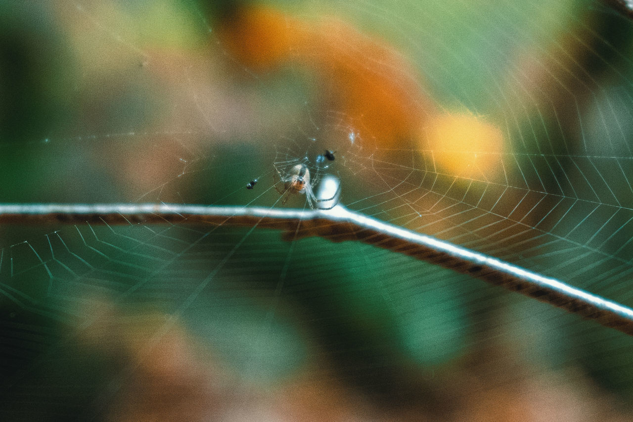 CLOSE-UP OF SPIDER