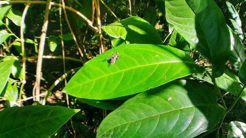 Close-up of insect on leaf