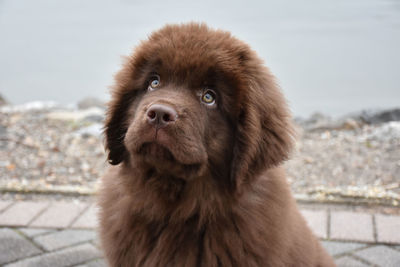 Cute brown newfie puppy dog looking up.