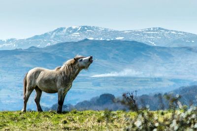 Horse on snow covered field against sky