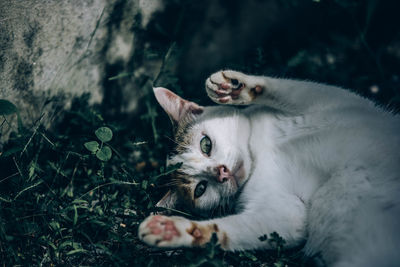 Portrait of cat on bed