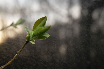 Close-up of raindrops on plant