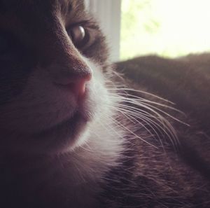 Close-up of cat