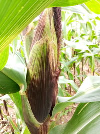 Close-up of banana tree