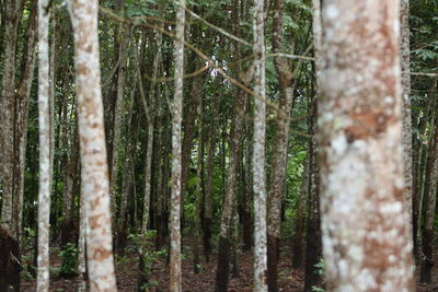 View of pine trees in forest