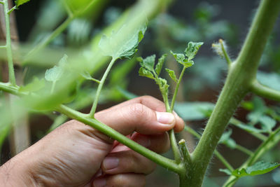 Close-up of hand holding leaves