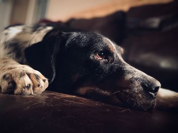 Beautiful bernese mountain dog laying on the couch inside.