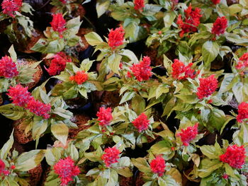 Full frame shot of pink flowering plants