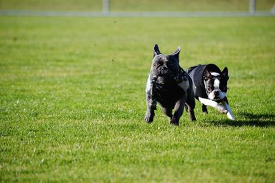 Dog on field