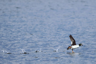 Seagulls flying over lake