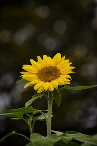 Close-up of yellow flowering plant